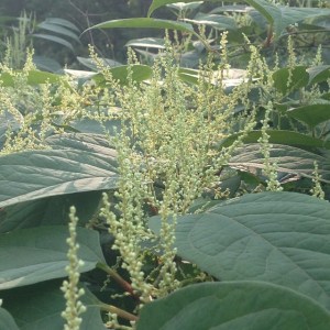 2014-08-19_1408488617