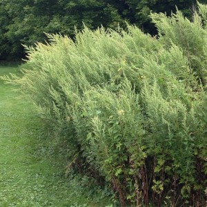 2014-09-01_1409587205